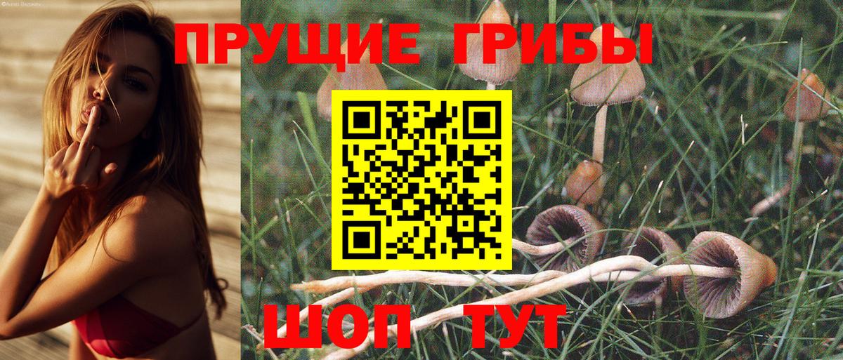 Боровичи  Галлюциногенные грибы Cubensis  Вход с VPN 